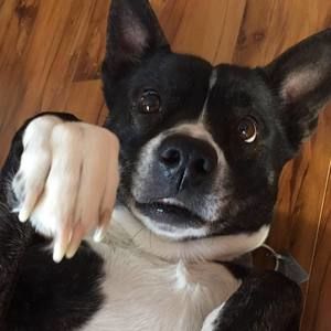 Meet your Posher, Maya